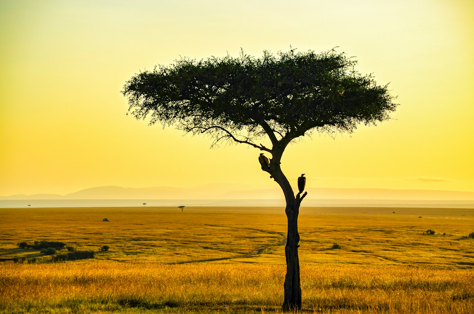 A solitary acacia tree on the golden Maasai Mara plains stretching to the horizon under warm golden-hour light